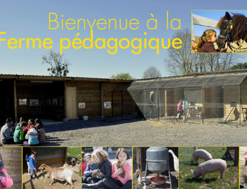 Ferme pédagogique dans l’Yonne : faites connaissance avec les animaux de Chevillon !